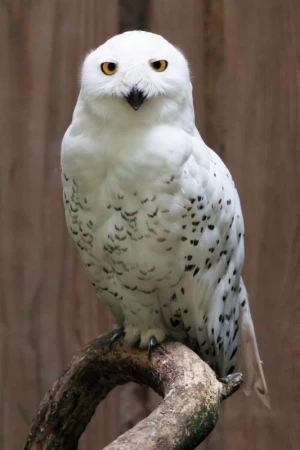 animal beak bird