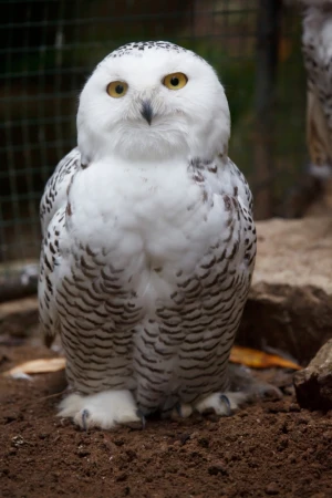 animal beak bird