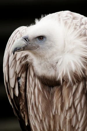 animal beak bird