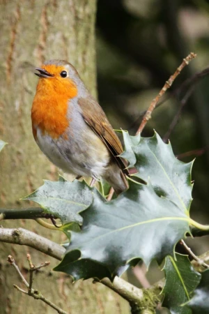 animal beak bird