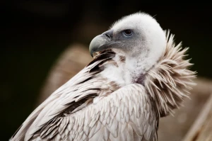animal beak bird