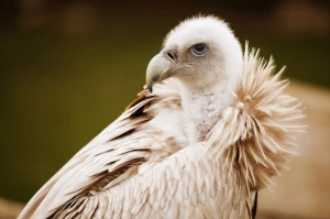 animal beak bird