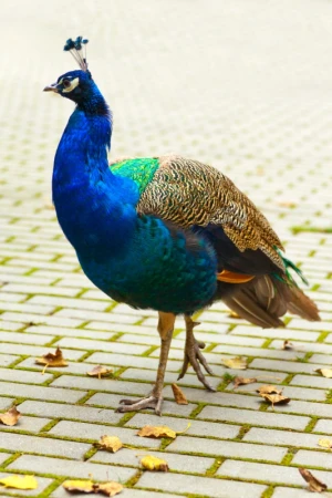 animal bird blue