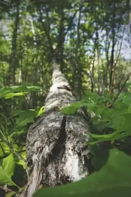 animal bird camouflage forest grass leaf leaves