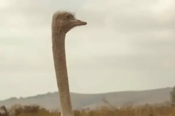 animal bird daytime flight fog landscape large
