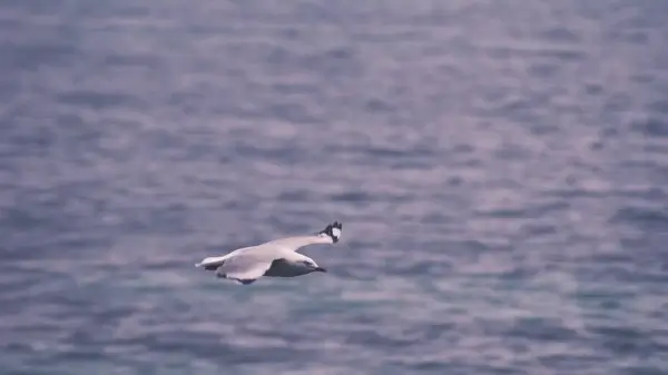animal bird duck flight flock fly fowl free