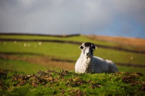 animal farm field