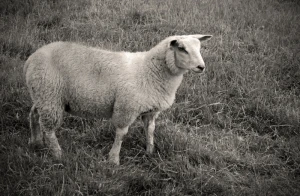 animal farm fur