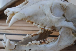 animal skull