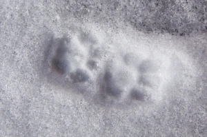 animal track reprint paw
