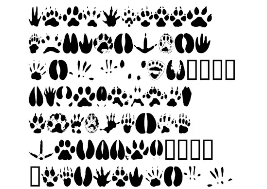 Animal Tracks