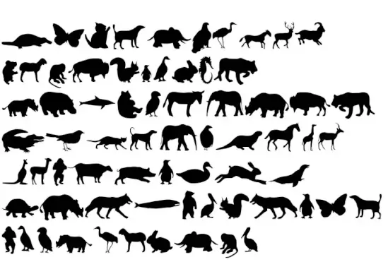 Animals