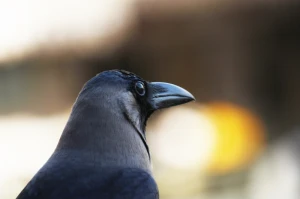 animals animal black