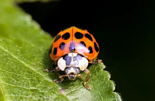 animals backdrop template ladybug leaf closeup 