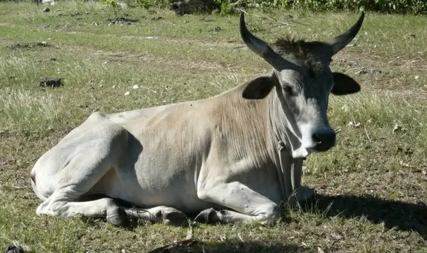 animals cow cattle
