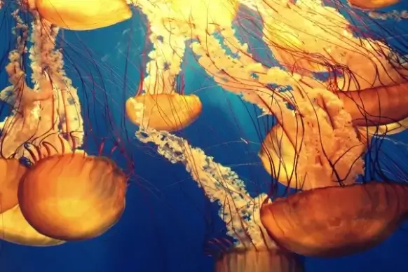 colored picture of sea jelly fish