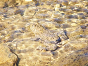 animals wildlife animals frogs