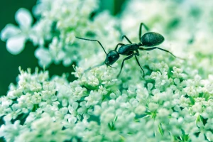 ant close up flower insect nature petal