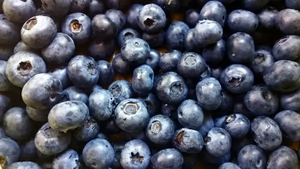 antioxidant background berry bilberry blueberry crop