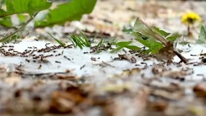 Ants
