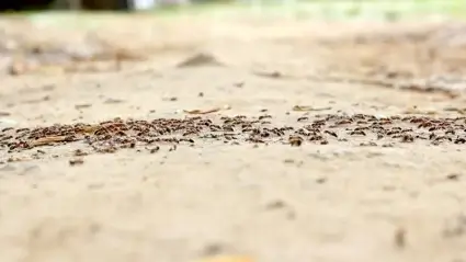 Ants
