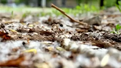 Ants