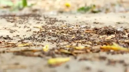 Ants