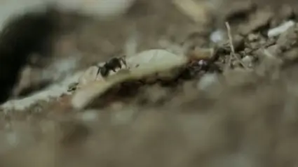 Ants