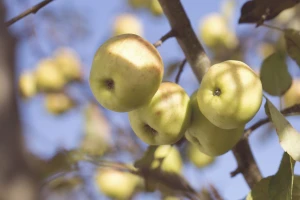 apple autumn blur branch daytime fall farm focus