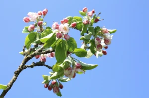 apple blossom apple tree flower
