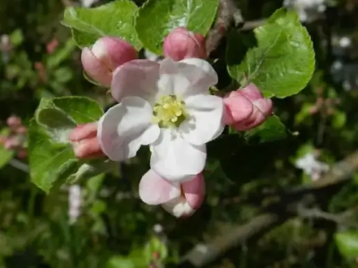 apple blossoms