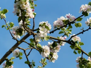 apple blossoms branch road