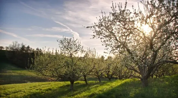 apple orchard