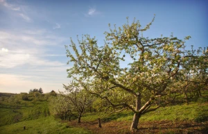 apple orchard