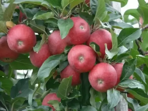 apple ripe red