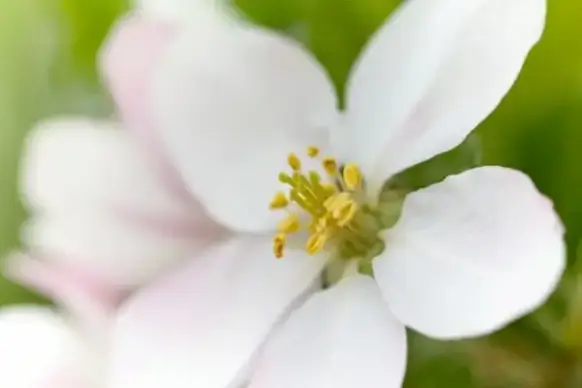 apple tree blossom