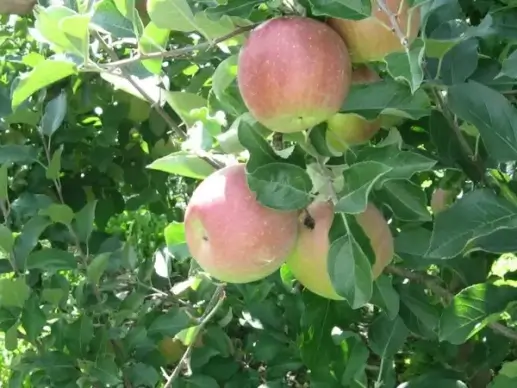 apples on the tree