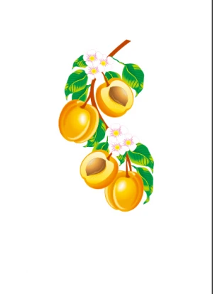 apricot flower and apricot vector