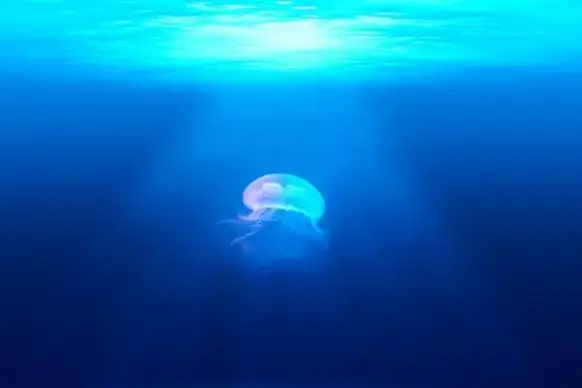 aqua background blur bottom color deep fish