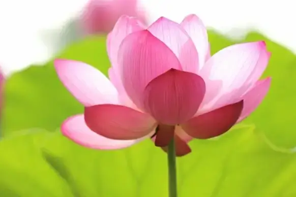 aquatic bloom blossom bright closeup color flora
