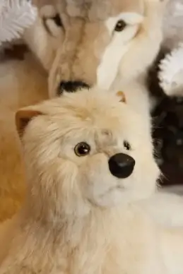 arctic baby wolf