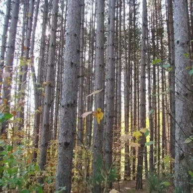 army of trees