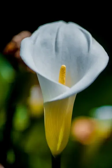 arum lily flower picture backdrop elegant contrast closeup