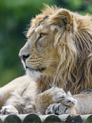 asiatic lion profile