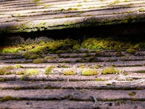 asphalt shindles moss covered
