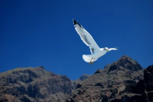 atlantic canary cliff