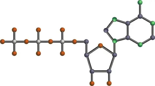 ATP
