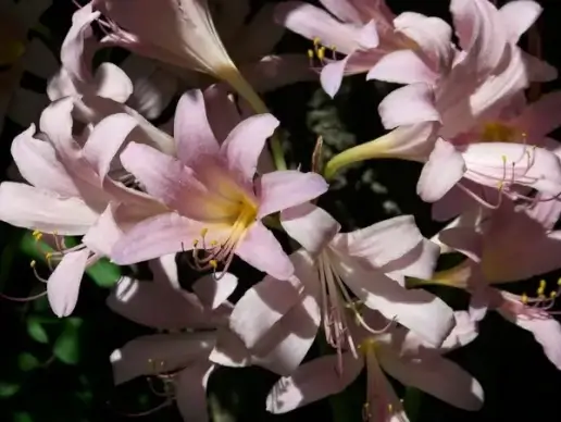 august lilies