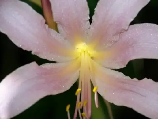 august lily