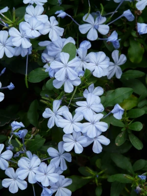 auriculata flowers flower